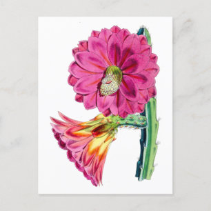 Roze Cactus Bloem Vintage Botanische Ansichtkaart Briefkaart