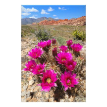 Roze cactus bloemen in Red Rock Canyon, NV