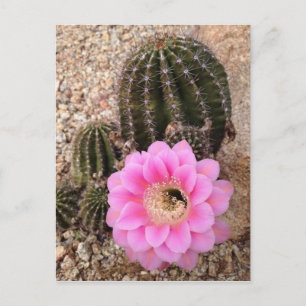 Roze Cactus Flower Briefkaart