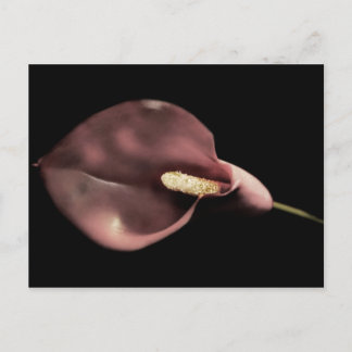 Roze Calla - Briefkaart
