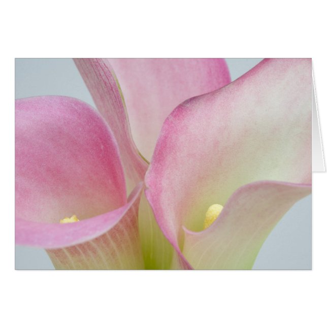 Roze Calla-lelies (Voorkant Horizontaal)