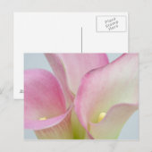 Roze Calla Lilies Briefkaart (Voorkant / Achterkant)