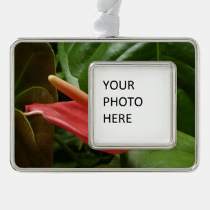 Roze Calla Lily Elegant Bloemen Verzilverd Kader Ornament