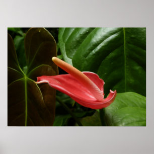 Roze Calla Lily Elegante Bloem Poster