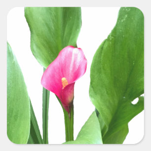  roze Calla Lily Vierkante Sticker