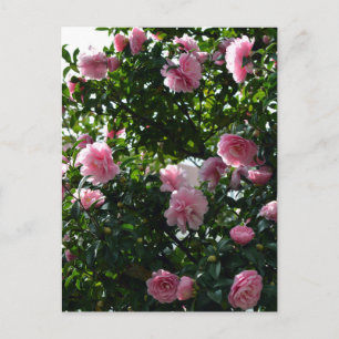 Roze Camelia's: Tokio, Japan Briefkaart