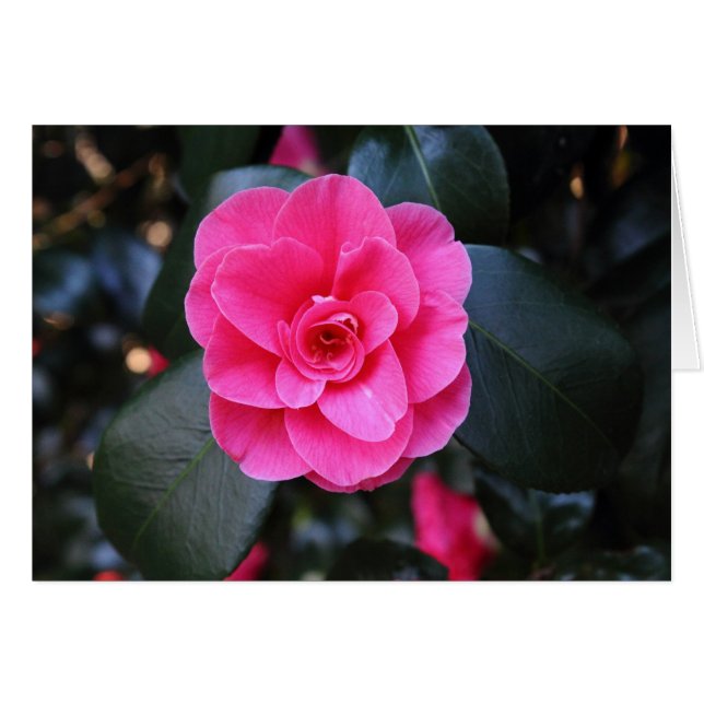Roze Camellia (Voorkant Horizontaal)