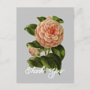 Roze Camellia Albino Botti Bedankt uit de Vintage Briefkaart