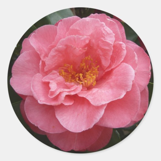 roze camellia bloemenfoto Sticker (Voorkant)