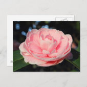 Roze Camellia Briefkaart (Voorkant / Achterkant)