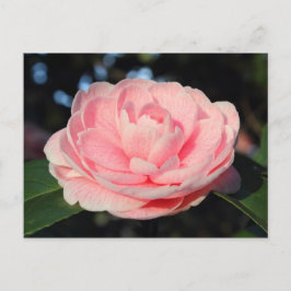 Roze Camellia Briefkaart