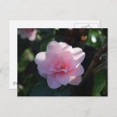 Roze Camellia Briefkaart (Voorkant / Achterkant)