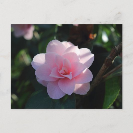 Roze Camellia Briefkaart (Voorkant)