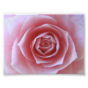 Roze Camellia Foto Afdruk