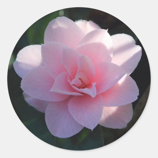 Roze Camellia Ronde Sticker (Voorkant)