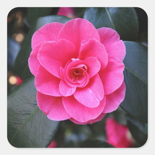 Roze Camellia Vierkante Sticker (Voorkant)