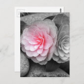 Roze Camellias-foto Briefkaart (Voorkant / Achterkant)
