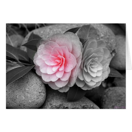 Roze Camellias Fotografie Wenskaart (Voorkant Horizontaal)