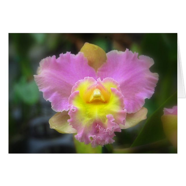 Roze Cattleya Orchid Kaart (Voorkant Horizontaal)