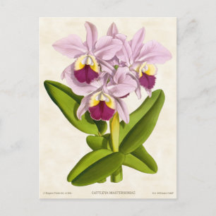 Roze Cattleya Orchidee  Botanisch Briefkaart