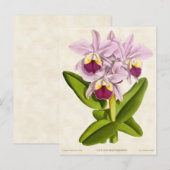 Roze Cattleya Orchidee Botanisch Briefkaart (Voorkant / Achterkant)