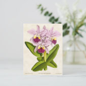 Roze Cattleya Orchidee Botanisch Briefkaart (Staand voorkant)