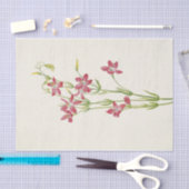 Roze centrum door Mary Vaux Walcott Tissuepapier (Craft)