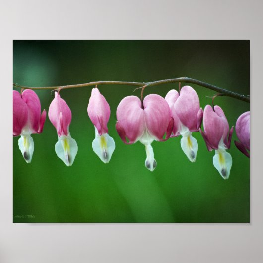 Roze Charms Print (Voorkant)