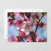 Roze Cherry Blossom briefkaart (Voorkant / Achterkant)