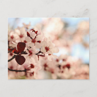 Roze Cherry Blossom Briefkaart