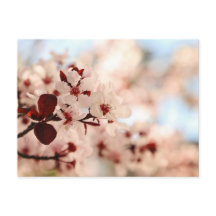 Roze Cherry Blossom Briefkaart