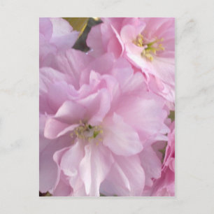 Roze Cherry Blossom Briefkaart