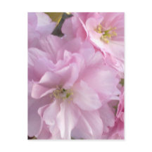 Roze Cherry Blossom Briefkaart