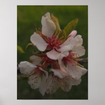 Roze Cherry Blossom Floral Foto