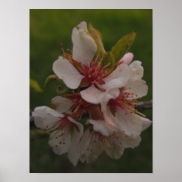 Roze Cherry Blossom Floral Foto Poster