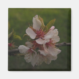 Roze Cherry Blossom op Green Background Foto Magneet