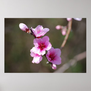 Roze Cherry Blossom Poster