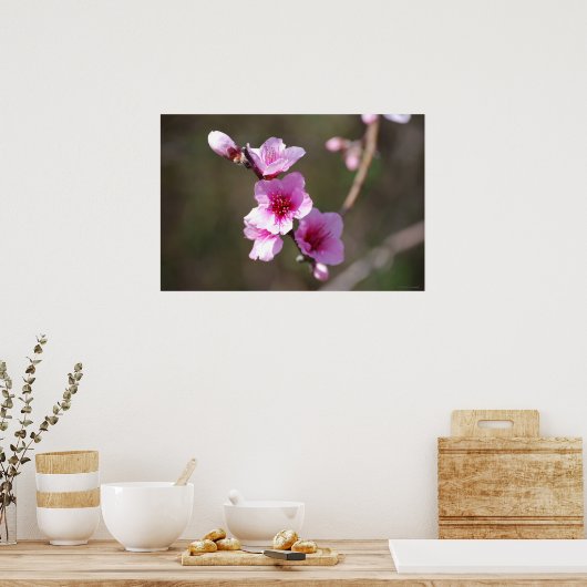 Roze Cherry Blossom Poster (Keuken)
