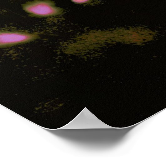 Roze Cherry Blossom Poster (Hoek)