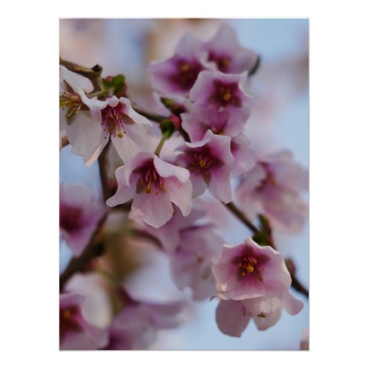 Roze Cherry Blossom Poster Perfect Poster (Voorkant)