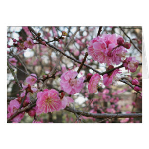 Roze Cherry Blossom / Sakura / サ ラ(桜) Kaart