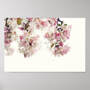 Roze Cherry Blossom Tree Flower Photo Poster