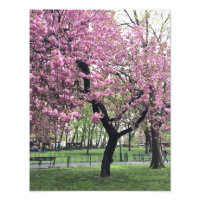 roze Cherry Blossom Tree NYC New York City