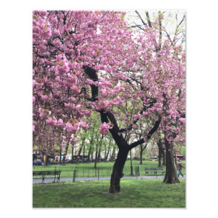  roze Cherry Blossom Tree NYC New York City Foto Afdruk