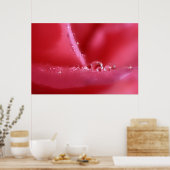 Roze Cherry roos Poster (Keuken)