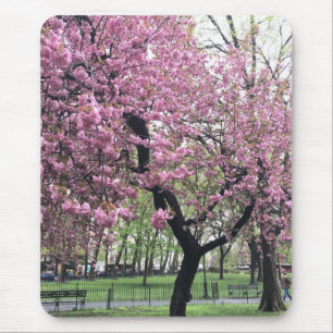 Roze Cherry Tree Blossom Springtime New York City Muismat