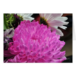 Roze Chrysanthemum
