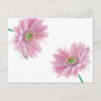 Roze CHRYSANTHEMUM Briefkaart