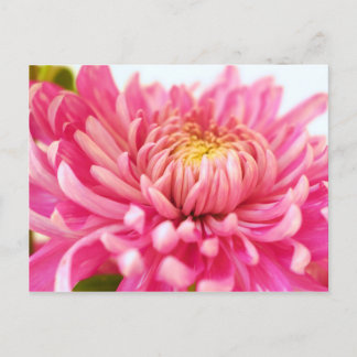 Roze Chrysanthemum Flower Briefkaart