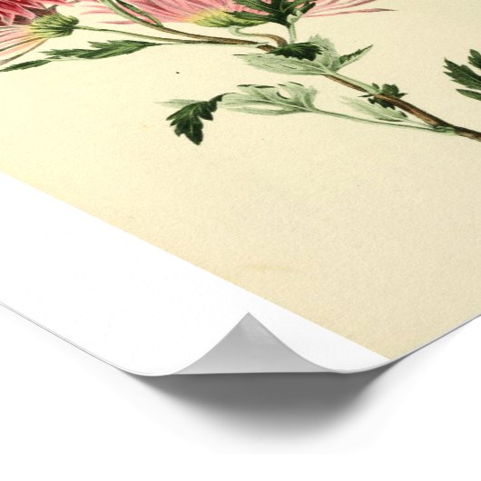 roze chrysanthemum ventilator poster (Hoek)